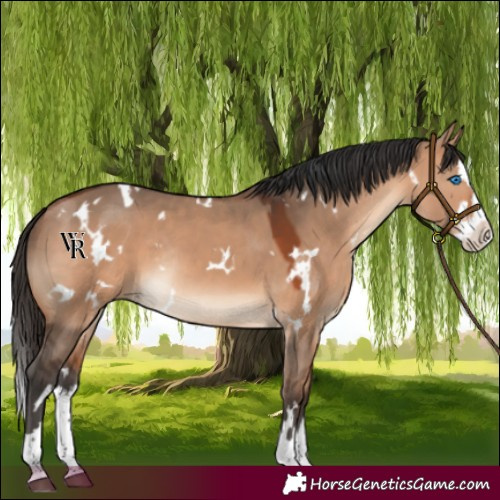 Horse Color:White Spotted Bay Dun Splash Rabicano 