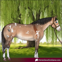Horse Color:White Spotted Bay Dun Splash Rabicano 