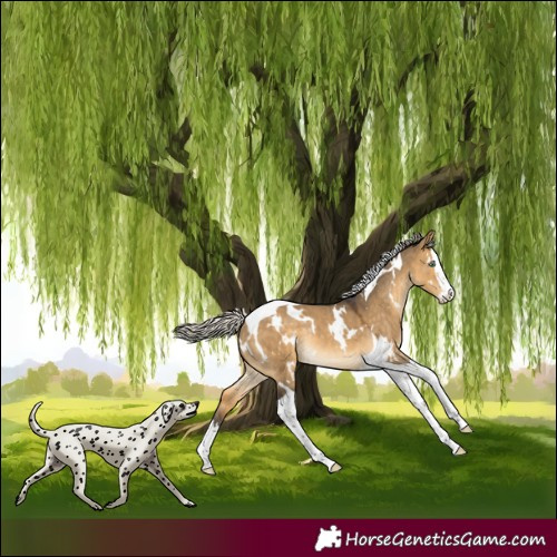 Horse Color:White Spotted Silver Buckskin Dun Splash Tobiano Rabicano