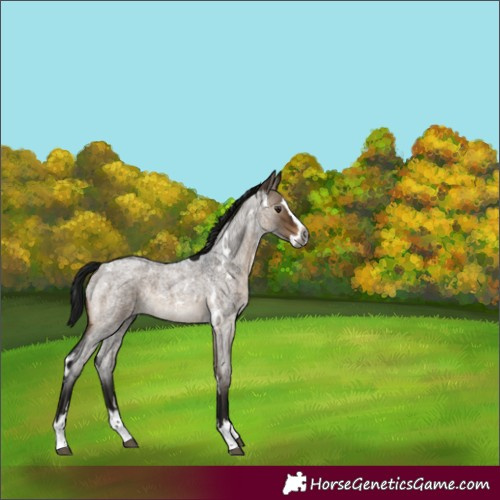 Horse Color:Unknown 