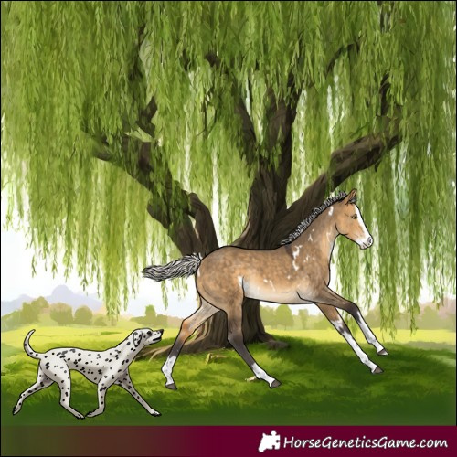 Horse Color:White Spotted Silver Buckskin Dun Splash Rabicano