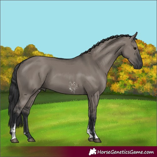 Horse Color:Grullo Sabino Rabicano 