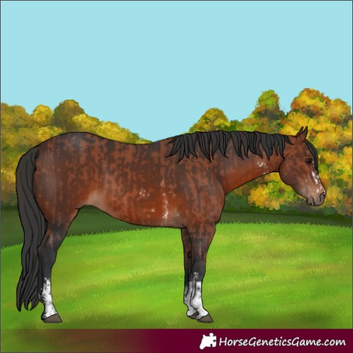 Horse Color:Bay Sabino Rabicano  and Brown Sabino Rabicano 