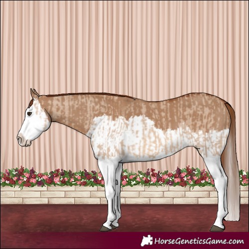 Horse Color:Red Dun Splash  and Red Dun Splash 