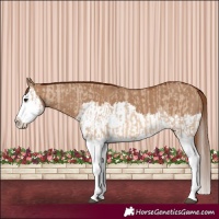 Horse Color:Red Dun Splash  and Red Dun Splash 