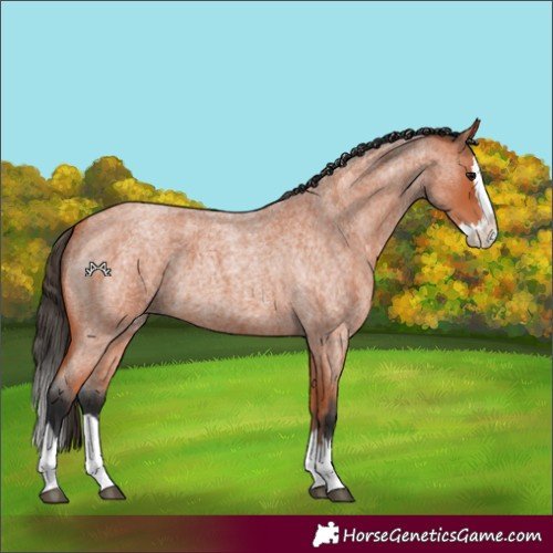 Horse Color:Bay Roan Splash