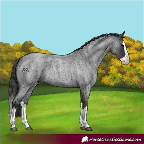 Horse Color:Blue Roan Splash