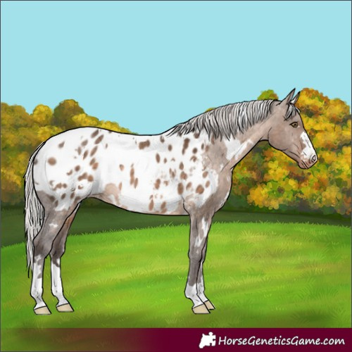 Horse Color:White Spotted Silver Brown Dun Appaloosa Rabicano