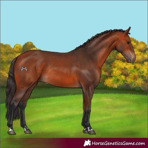 Horse Color:Bay Rabicano 