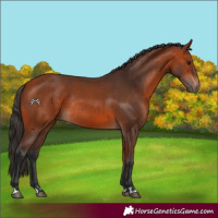 Horse Color:Bay Rabicano 