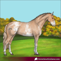 Horse Color:White Spotted Red Roan 