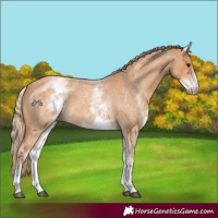 Horse Color:White Spotted Red Roan 