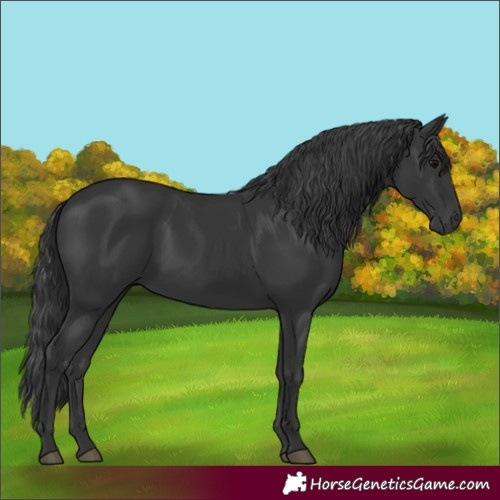 Horse Color:Black 