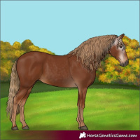Horse Color:Gray Chestnut