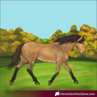 Horse Color:Buckskin 