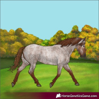 Horse Color:Gray Red Roan 