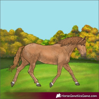 Horse Color:Chestnut 