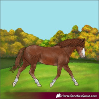 Horse Color:Chestnut 