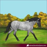 Horse Color:Blue Roan 