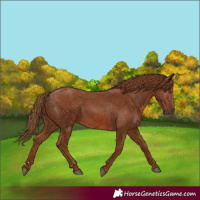 Horse Color:Chestnut 