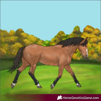 Horse Color:Bay 