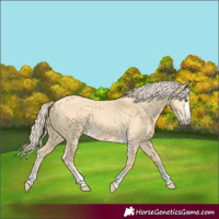 Horse Color:Palomino Dun 