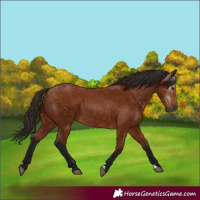 Horse Color:Gray Bay 