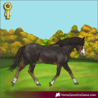 Horse Color:Liver Chestnut 