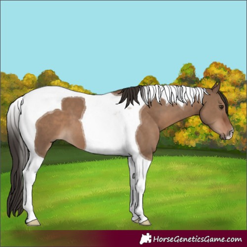 Horse Color:Liver Red Dun Tobiano 