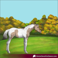 Horse Color:Liver Red Dun Tobiano 