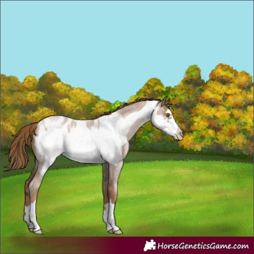 Horse Color:Liver Red Roan Pearl Frame Appaloosa 
