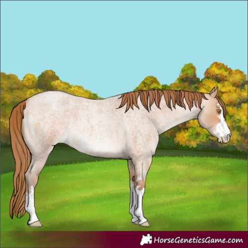 Horse Color:Bay Roan Pearl 