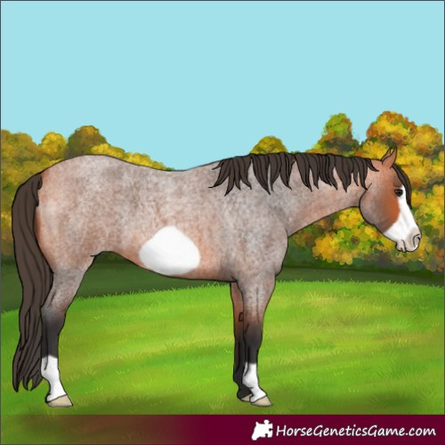 Horse Color:Bay Roan Frame 