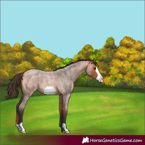 Horse Color:Bay Roan Frame 