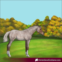 Horse Color:Silver Blue Roan 