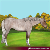 Horse Color:Silver Blue Roan 