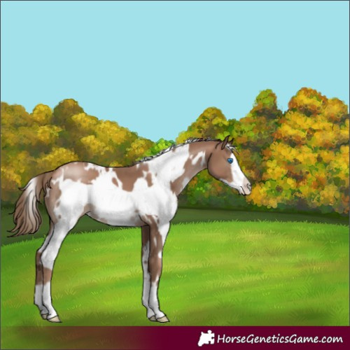 Horse Color:White Spotted Black Pearl Frame 