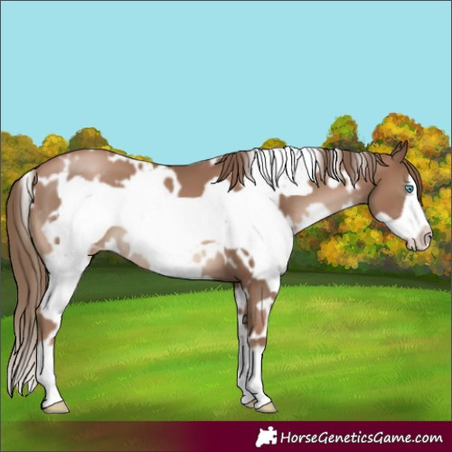 Horse Color:White Spotted Black Pearl Frame 
