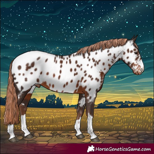 Horse Color:Liver Chestnut Appaloosa 