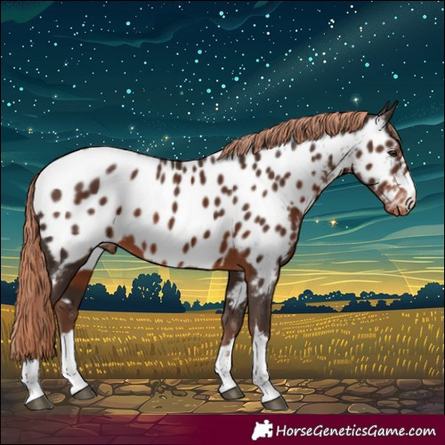 Horse Color:Liver Chestnut Appaloosa