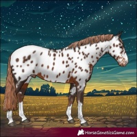 Horse Color:Liver Chestnut Appaloosa 