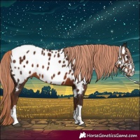 Horse Color:Liver Chestnut Appaloosa 