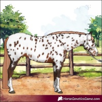 Horse Color:Liver Chestnut Appaloosa 