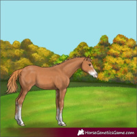 Horse Color:Chestnut Sabino