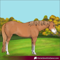 Horse Color:Chestnut Sabino 