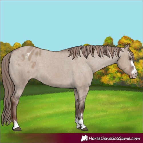Horse Color:Liver Red Dun Varnish 