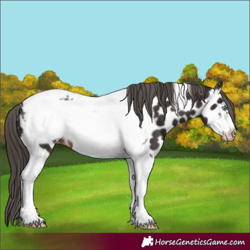 Horse Color:Liver Chestnut Tobiano Frame Appaloosa 
