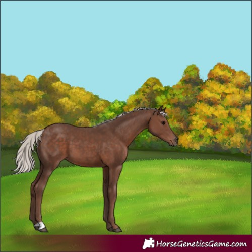 Horse Color:Silver Black 