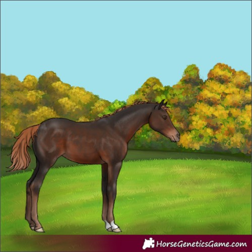 Horse Color:Liver Chestnut 
