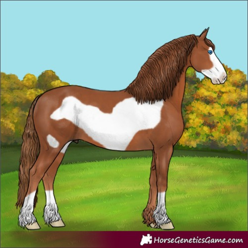 Horse Color:Chestnut Frame